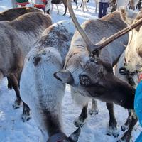 северные олени в Териберке