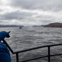 Морская прогулка в Териберке