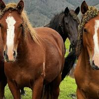 Конная прогулка на Алтае