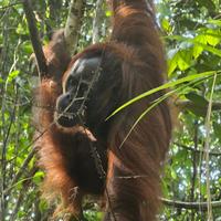 Центр реабилитации орангутанов Семенггох