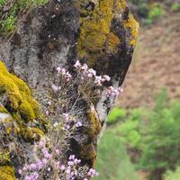 Цветение маральника на Алтае