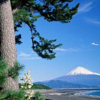 Miho no Matsubara