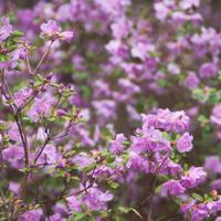 Цветение маральника на Алтае