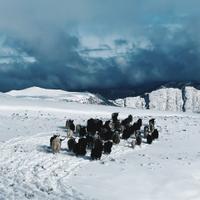 Кавказские яки в природном парке Верхний Гуниб