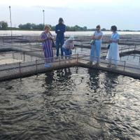 Осетровая ферма