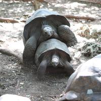 Гигантские черепахи 