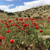 Парк Тек Тек