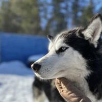 хаски