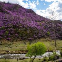 Природа Алтая