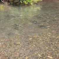 Река Жировая