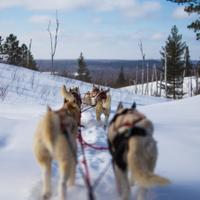Катание на собачьих упряжках