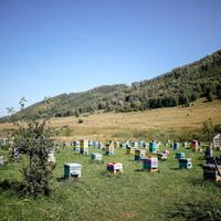 Пасека на Алтае