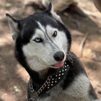 Питомник хаски