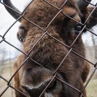 Зубровый питомник на Алтае