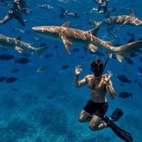Снорклинг с акулами-няньками на Мальдивах