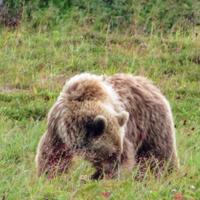 Камчатский медведь