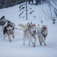 Катание на собачьих упряжках «Лесная Елань»