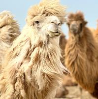 Тур в Калмыкию