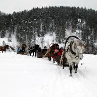 Конно-санная прогулка