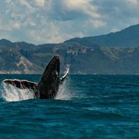 Прогулка к китам в Новой Зеландии