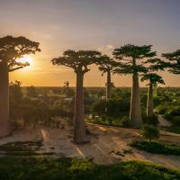 Аллея баобабов на Мадагаскаре