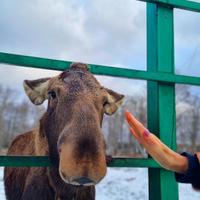 Сумароковская лосиная ферма