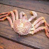 Камчатский краб