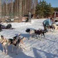 Питомник хаски в Карелии