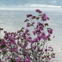 Цветение маральника на Алтае