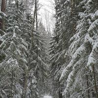 Зимний треккинг в лесах Марий Эл