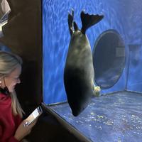 Нерпа в Байкальском музее