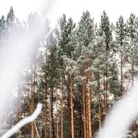 Зимний тур на Алтай