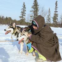 Хаски на Кольском
