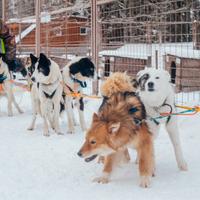 Собачий питомник в Карелии