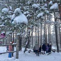 Снежный лес