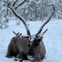 северный олень