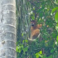 Национальный парк Бако