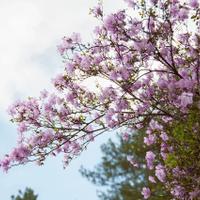 Цветение маральника на Алтае