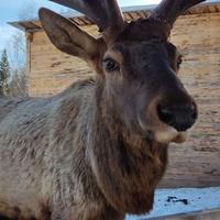 Мараловая ферма в Челябинской области