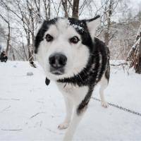 Питомник хаски в Подмосковье