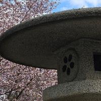 Цветение сакуры в Питере