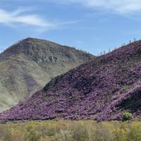 Местный пейзаж