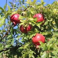 Тур в Дагестан