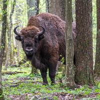 Зубр, Беловежская пуща