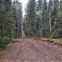 Прогулка в лесу Лемболово