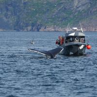 Выход в открытое море в поиске китов