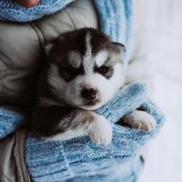 Питомник ездовых собак