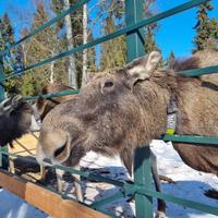 Сумароковская лосеферма