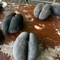 Сейшельский орех коко-де-мер