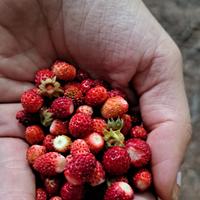 Дикая земляника